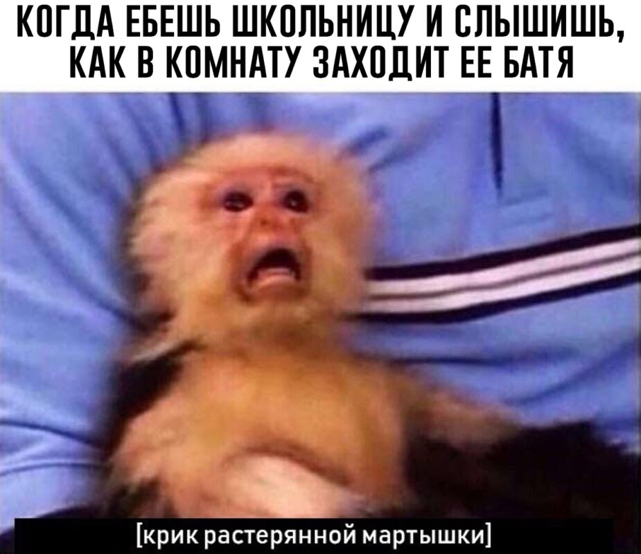 Крик растерянной мартышки Крик растерянной мартышки