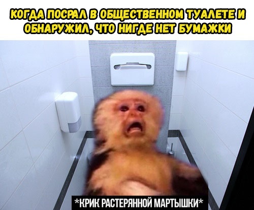 Крик растерянной мартышки Крик растерянной мартышки