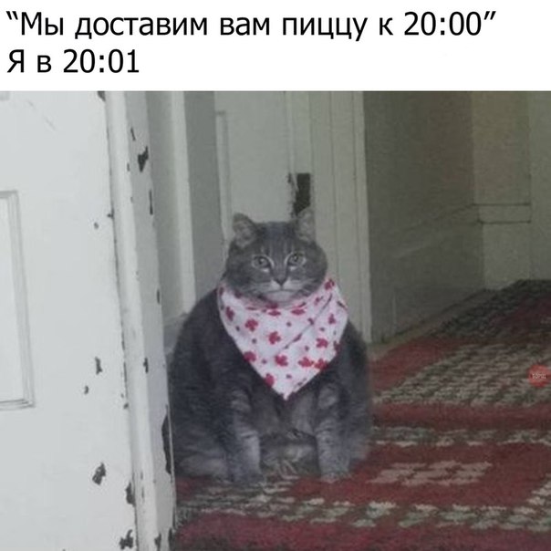 Есть чо покушот кот в слюнявчике мем