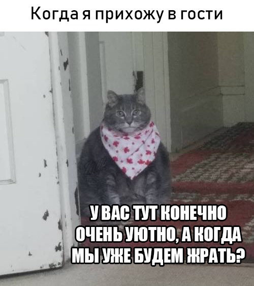 Есть чо покушот кот в слюнявчике мем