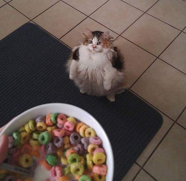 Brother May I Have Some Loops Brother May I Have Some Loops