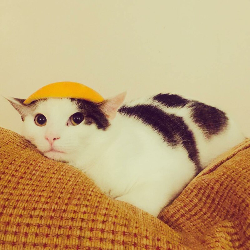 Вежливый кот Вежливый кот