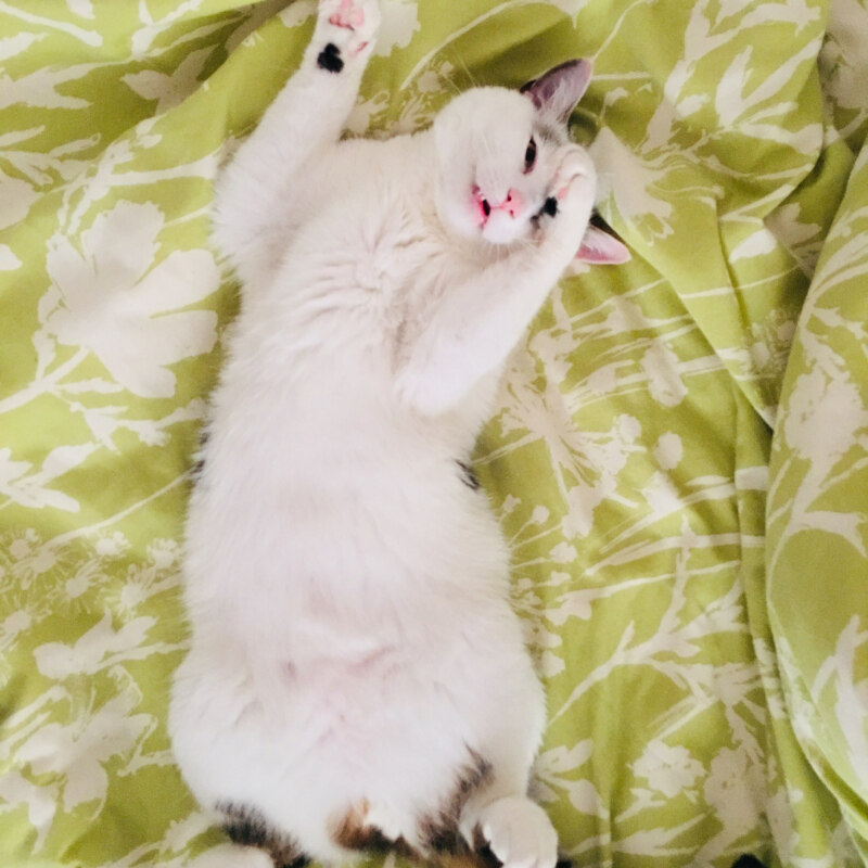 Вежливый кот Вежливый кот