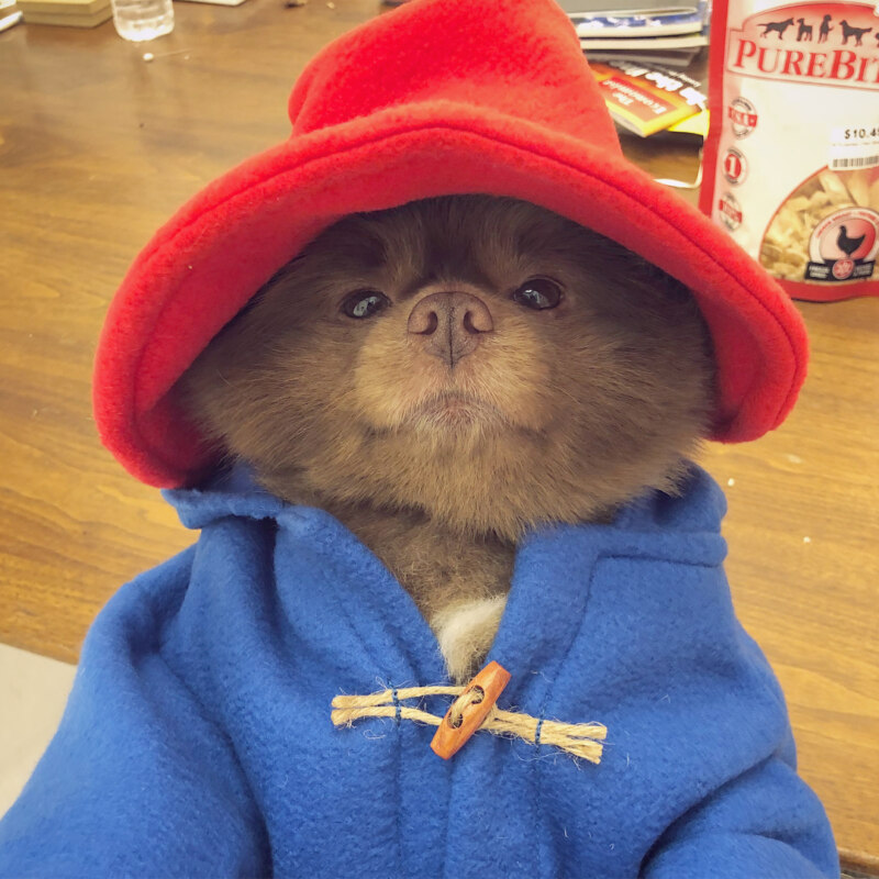 Пёс-мишка