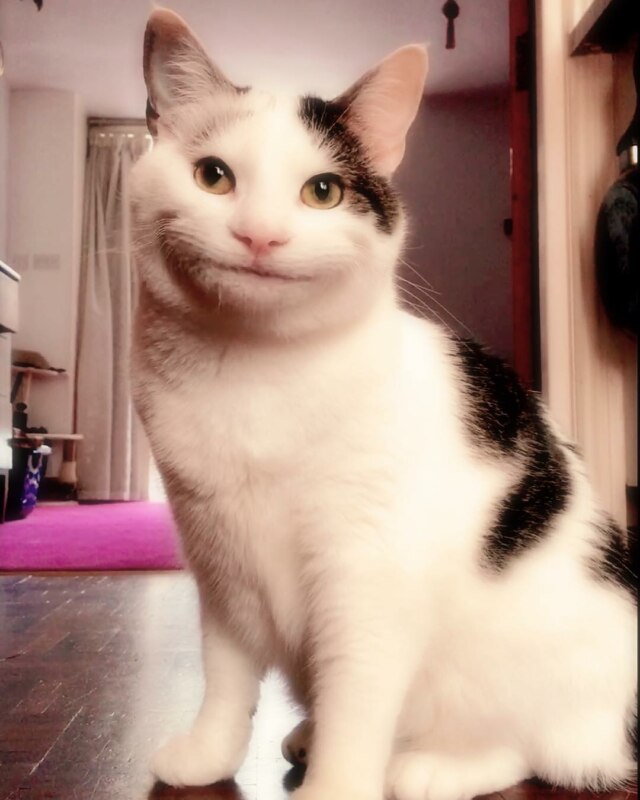 Вежливый кот Вежливый кот