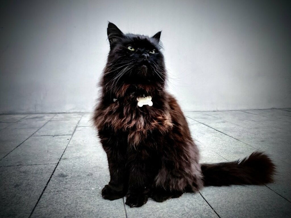 Похищение кота Бегемота