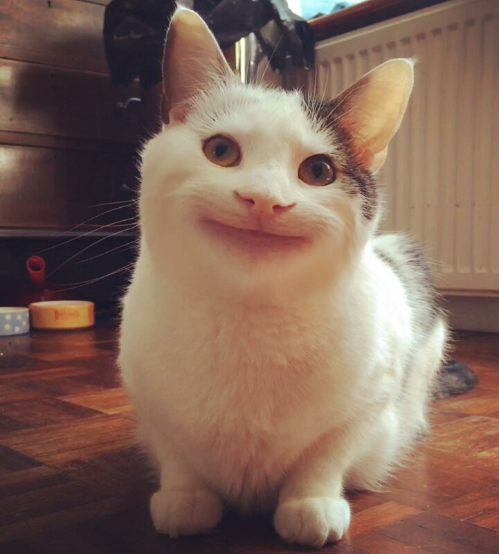 Вежливый кот Вежливый кот