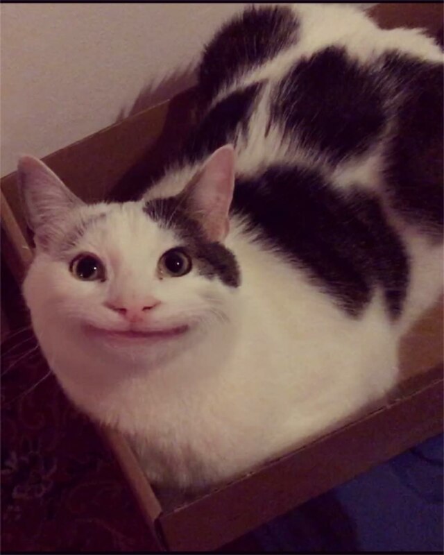 Вежливый кот Вежливый кот