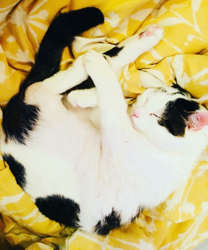 Вежливый кот Вежливый кот