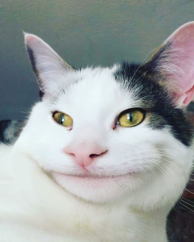 Вежливый кот Вежливый кот