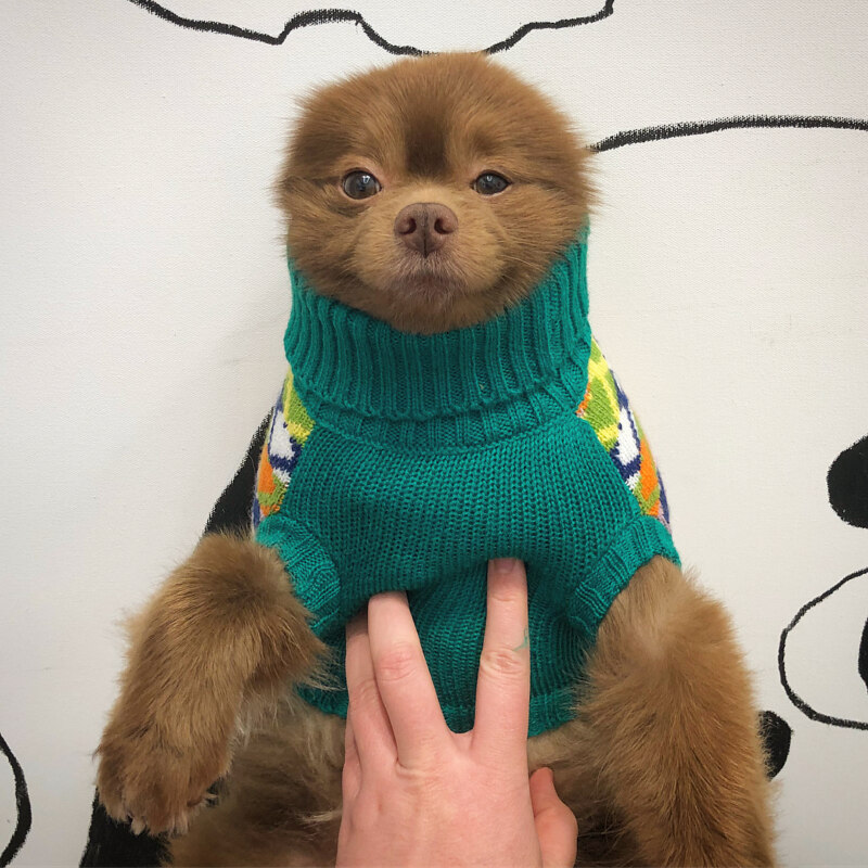 Пёс-мишка