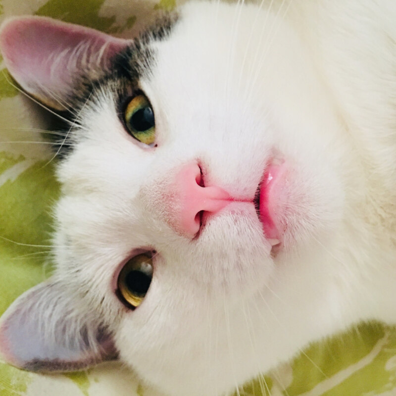 Вежливый кот Вежливый кот