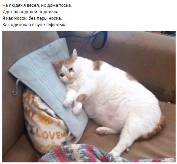 Заплаканный кот