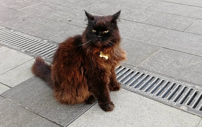 Похищение кота Бегемота
