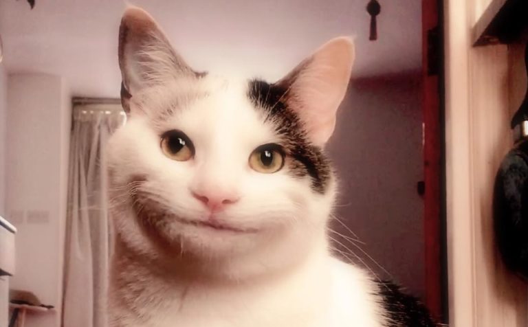 Вежливый кот