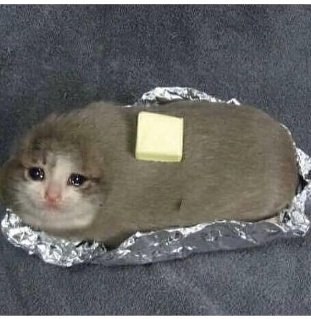 Заплаканный кот