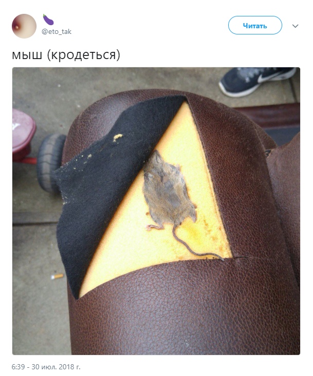 Мыш кродеться по настоящему
