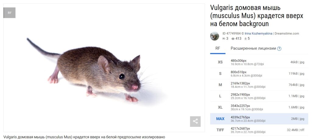 Мыш на стоковом сайте