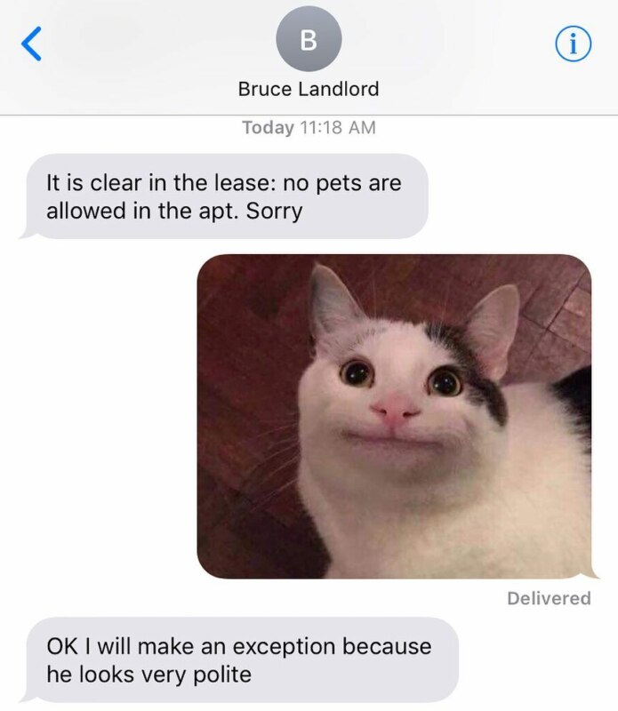 Вежливый кот Вежливый кот