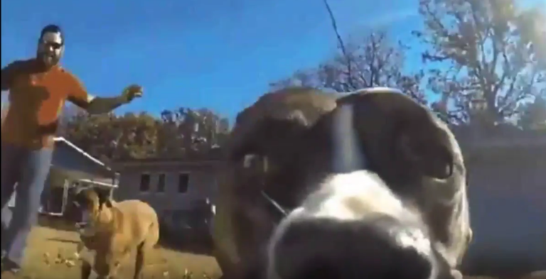 Собака украла GoPro и сняла сама себя