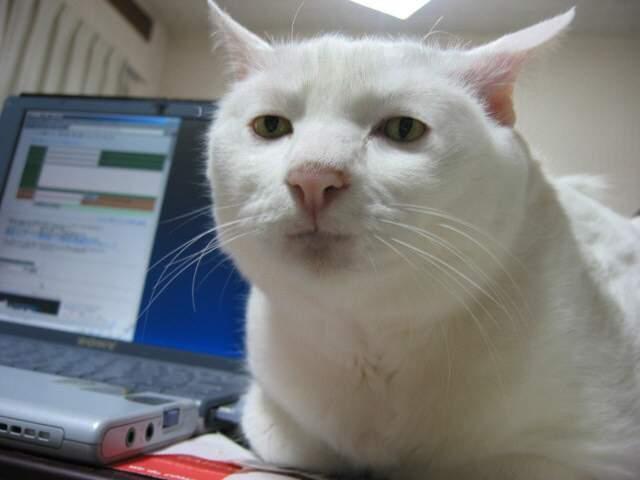 Серьезный кот