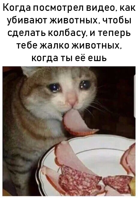 Заплаканный кот