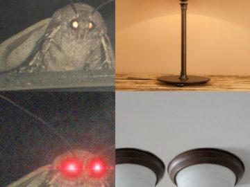 Мемы с молью
