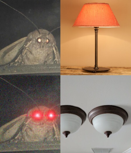 Мемы с молью