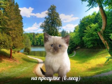 Бабулех
