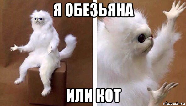 Персидский кот