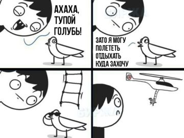 Тупой голубь