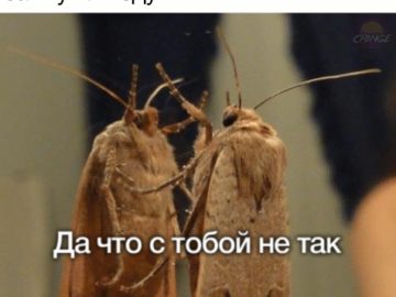 Мемы с молью