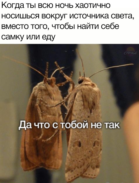 Мемы с молью