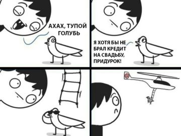 Тупой голубь