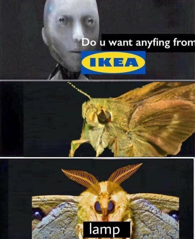 Мемы с молью