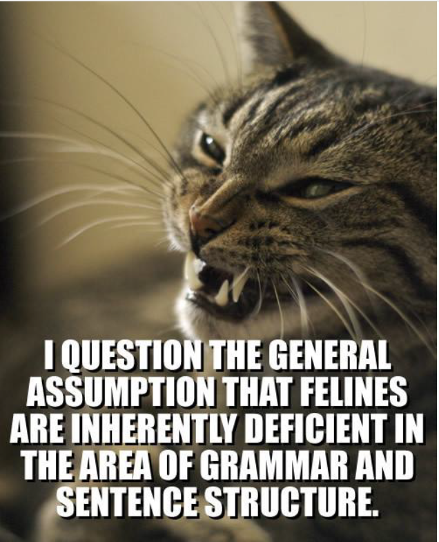 Мемы с животными LOLcat