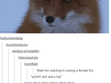 male fox reacting