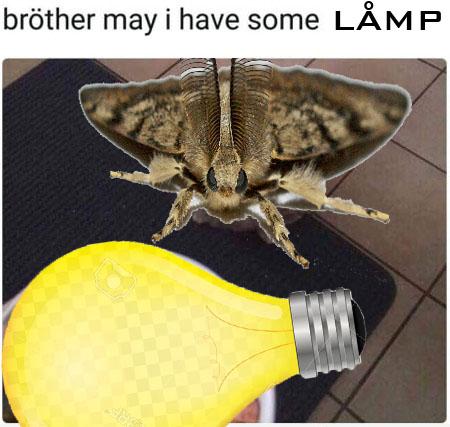 Мемы с молью