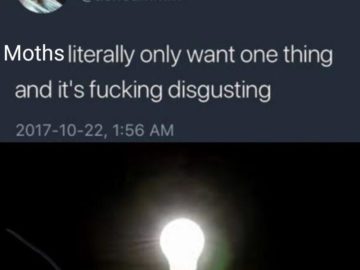 Мемы с молью