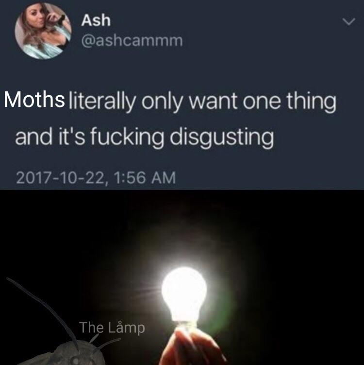 Мемы с молью