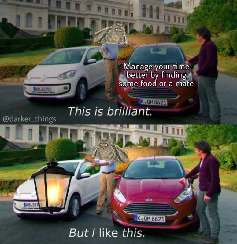 Мемы с молью