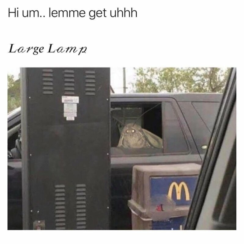 Мемы с молью