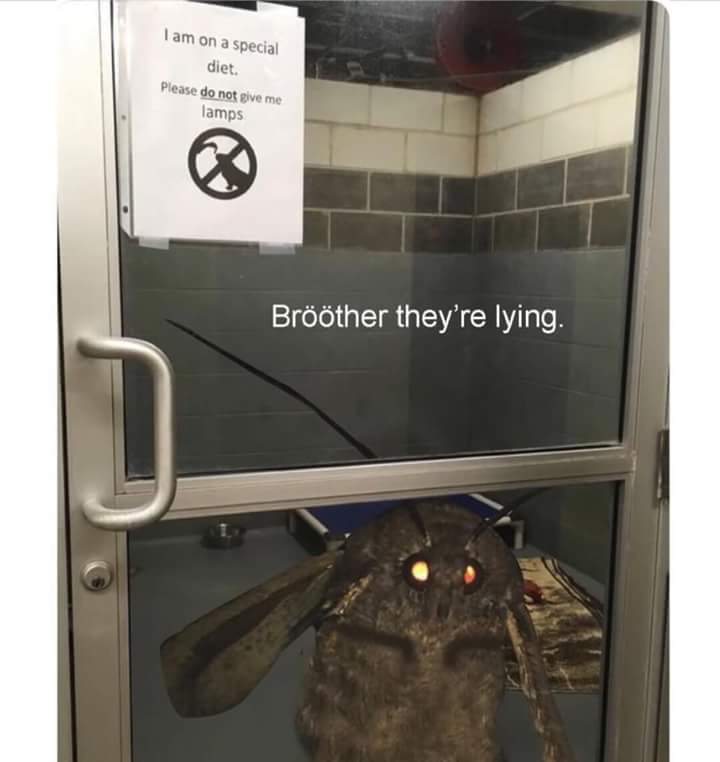 Мемы с молью