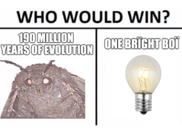 Мемы с молью