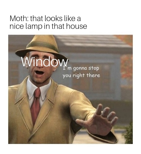 Мемы с молью