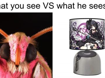 Мемы с молью