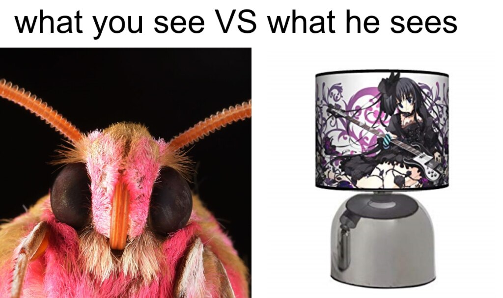 Мемы с молью
