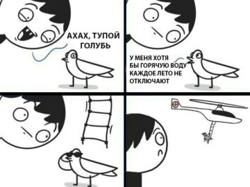 Тупой голубь