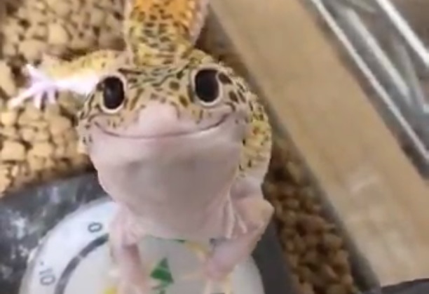 Вежливая ящерица