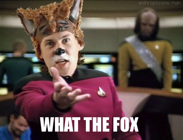 what the fox